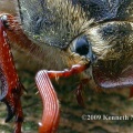 cockchafer detail (Melolontha melolontha) Kenneth Noble